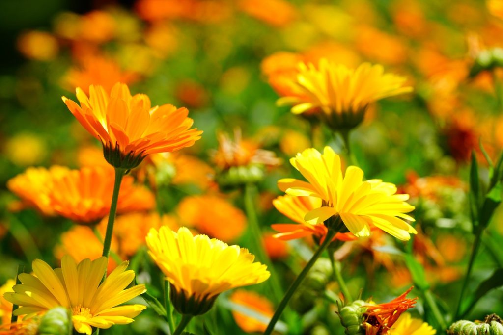 Garden Flowers That Thrive In Summer Sun