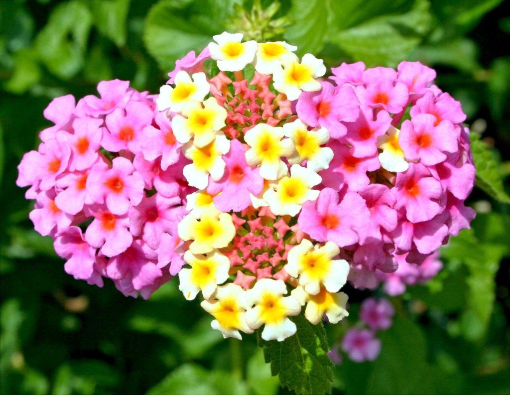 Garden Flowers That Thrive In Summer Sun