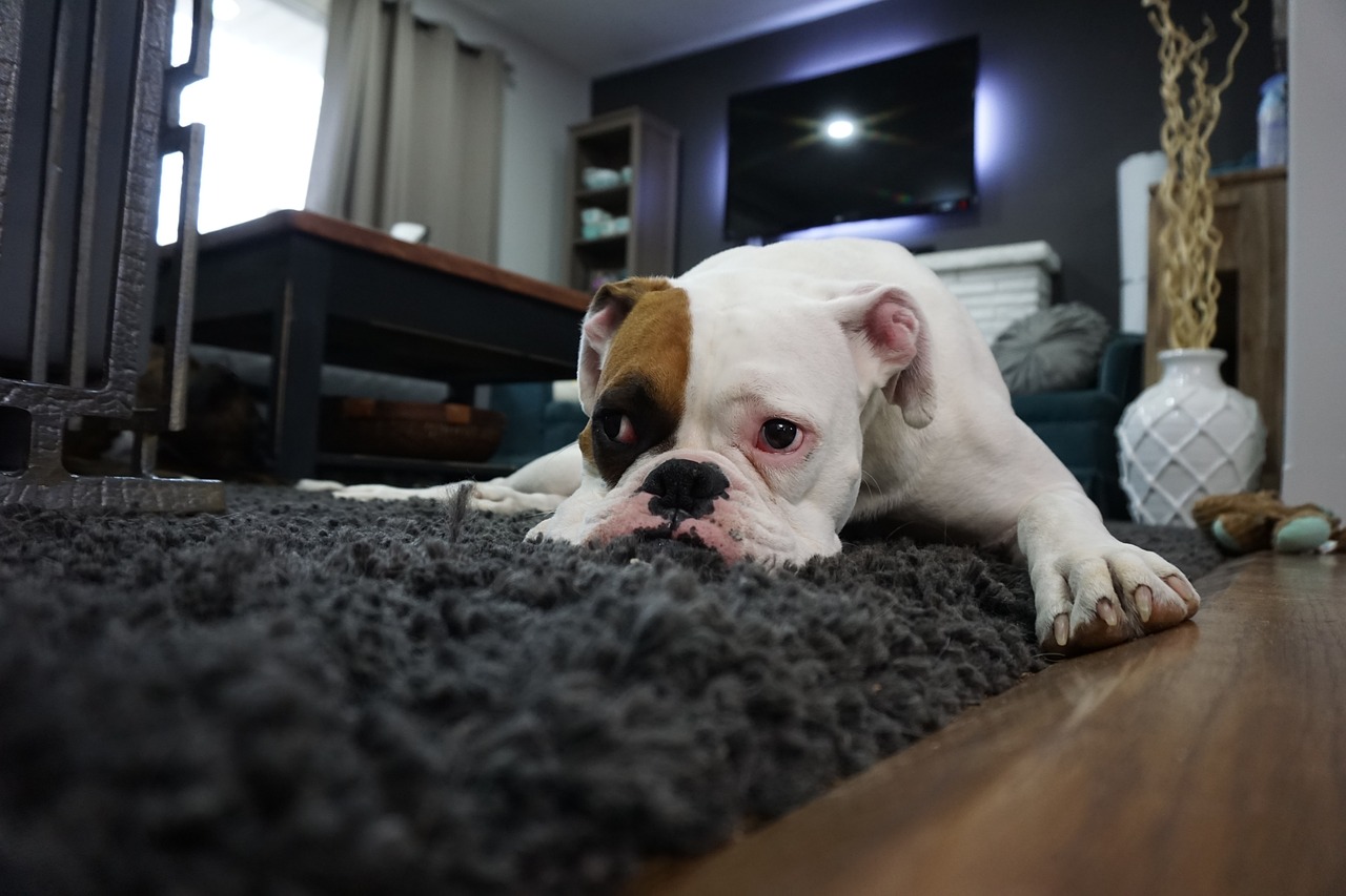 Pets Have Accidents Here’s How To Clean Them From Carpet