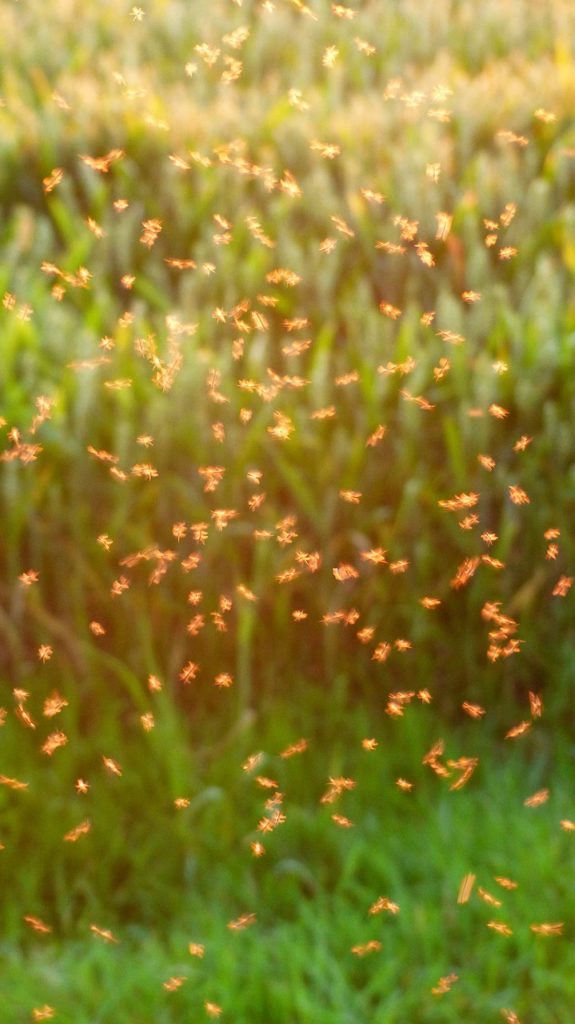 The Bugs Of Summer And How To Deal With Them